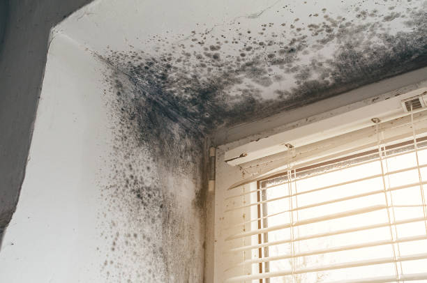 Affordable Attic Mold Remediation solutions in Wingate, MD