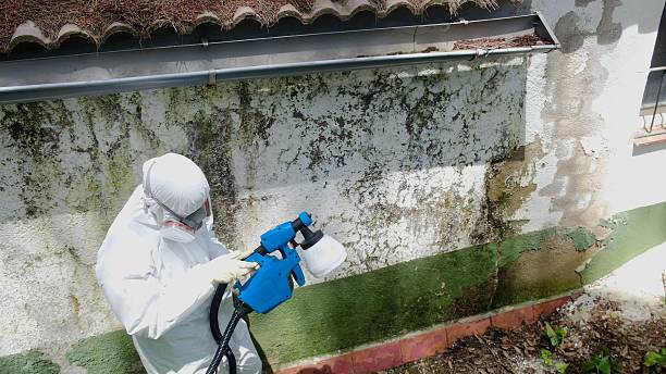 Top rated local Attic Mold Remediation specialists in Wingate, MD